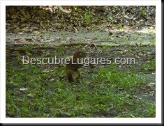 Tikal_021