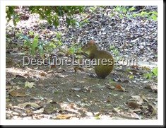 Tikal_023