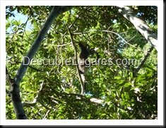 Tikal_024