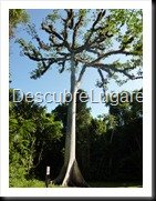 Tikal_027