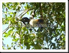 Tikal_039