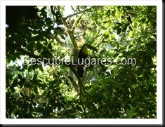 Tikal_068