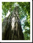 Tikal_069