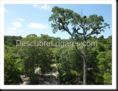 Tikal_073