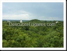 Tikal_167