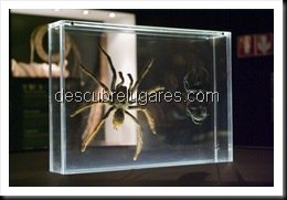 Ciudad_De_Las_Ciencias_Valencia224