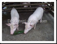 IMGP0912