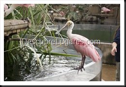 L'Oceanografic-Valencia-07