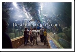 L'Oceanografic-Valencia-13