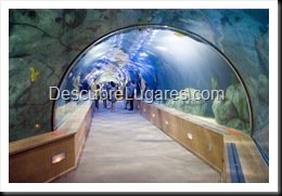 L'Oceanografic-Valencia-14