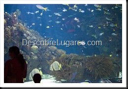 L'Oceanografic-Valencia-15