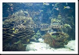 L'Oceanografic-Valencia-16