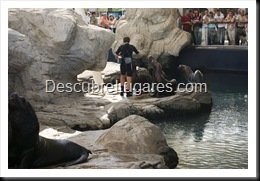L'Oceanografic-Valencia-17