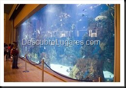 L'Oceanografic-Valencia-20
