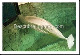 L'Oceanografic-Valencia-25