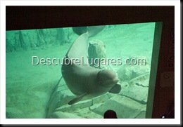 L'Oceanografic-Valencia-26