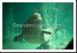 L'Oceanografic-Valencia-27