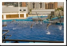 L'Oceanografic-Valencia-29