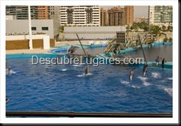 L'Oceanografic-Valencia-30