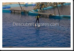 L'Oceanografic-Valencia-31