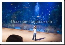 L'Oceanografic-Valencia-32