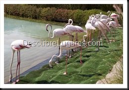 L'Oceanografic-Valencia-34