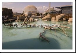 L'Oceanografic-Valencia-35