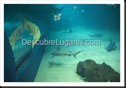 L'Oceanografic-Valencia-38