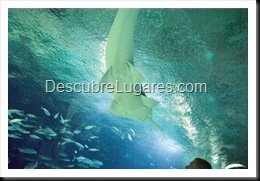 L'Oceanografic-Valencia-39