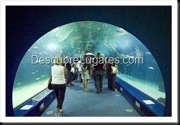 L'Oceanografic-Valencia-40