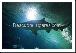 L'Oceanografic-Valencia-41