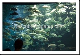 L'Oceanografic-Valencia-43