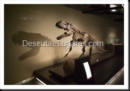 Muja-Museo_Del_Jurasico_Asturias_047