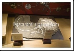 Muja-Museo_Del_Jurasico_Asturias_057