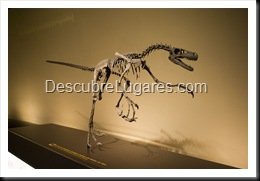 Muja-Museo_Del_Jurasico_Asturias_113