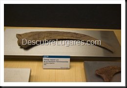 Muja-Museo_Del_Jurasico_Asturias_116
