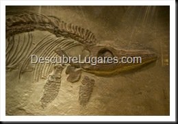 Muja-Museo_Del_Jurasico_Asturias_134