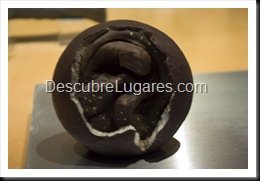Muja-Museo_Del_Jurasico_Asturias_145
