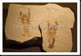 Muja-Museo_Del_Jurasico_Asturias_172