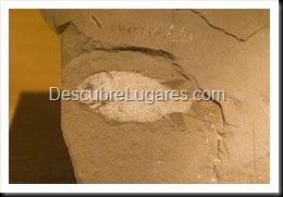Muja-Museo_Del_Jurasico_Asturias_173