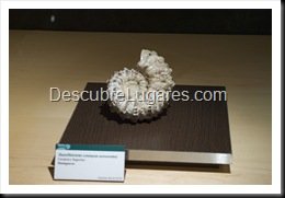 Muja-Museo_Del_Jurasico_Asturias_196