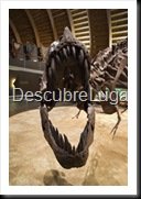 Muja-Museo_Del_Jurasico_Asturias_217